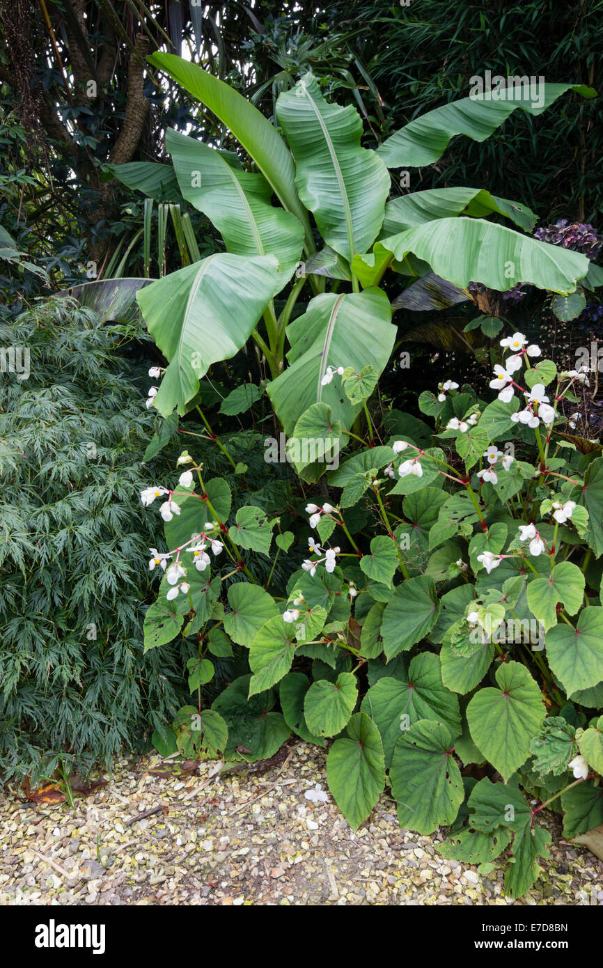 Ecke von einem exotischen Garten der Plymouth mit Musa Basjoo, Acer Palmatum Dissectum und Begonia Grandis var Evansiana Alba Stockfoto
