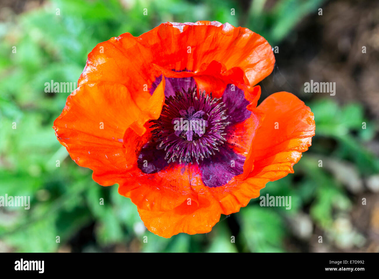 Nahaufnahme der Blüte rot orange Mohnblüte im Wohn Garten Stockfoto