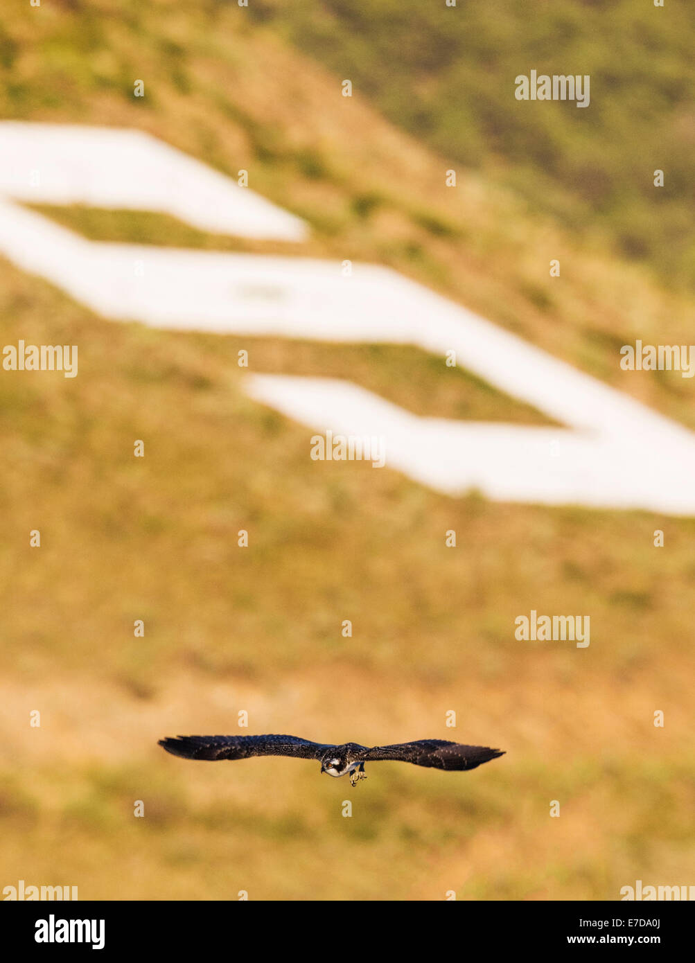 Junge Küken Osprey auf Pole, Pandion Haliaetus, Sea Hawk, Fischadler, Fluss Hawk, Fisch-Hawk, Raptor, Chaffee County, Colorado, USA Stockfoto