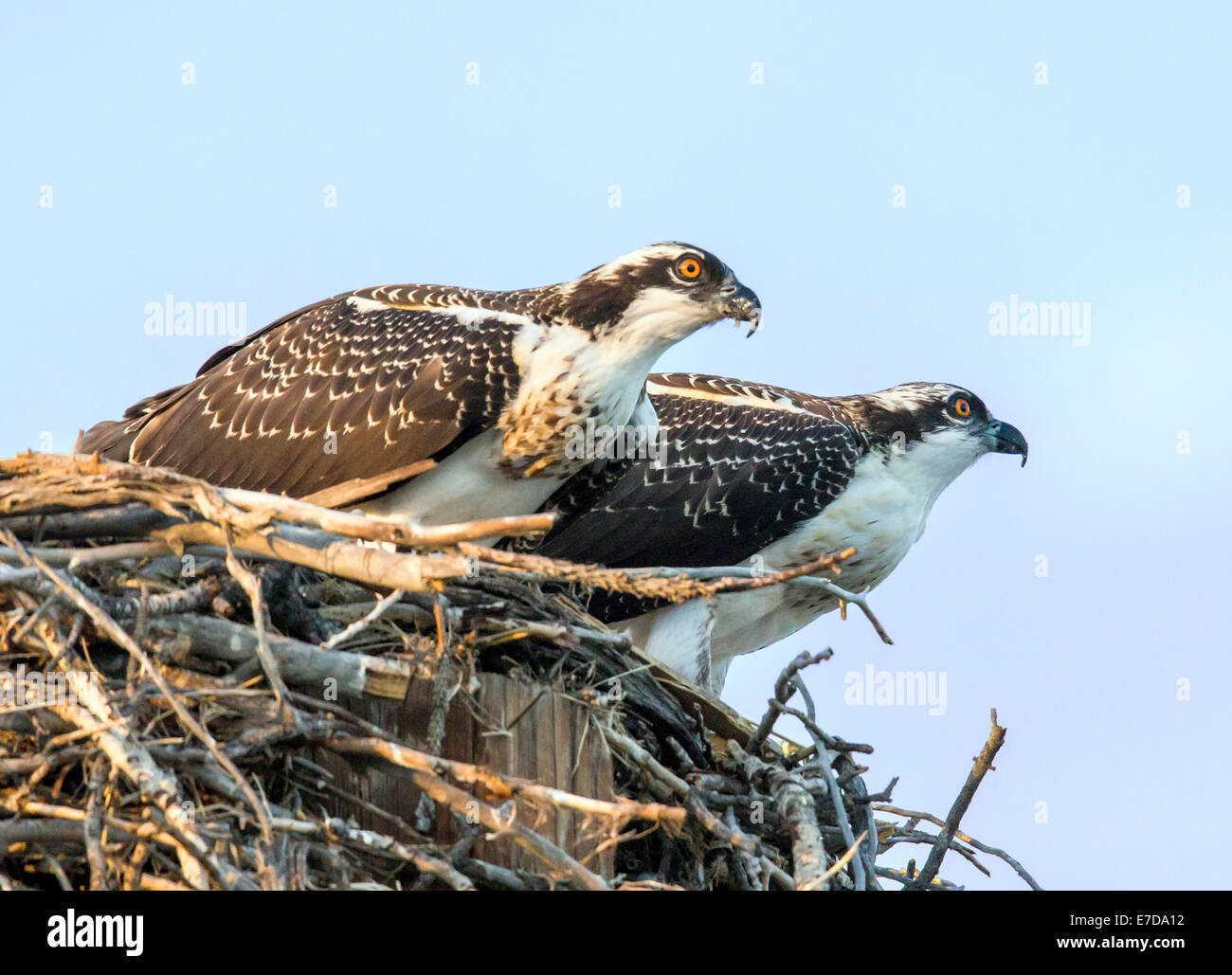 Junge Küken Osprey auf Nest, Pandion Haliaetus, Sea Hawk, Fischadler, Fluss Hawk, Hawk Fisch, Raptor, Chaffee County, Colorado, USA Stockfoto