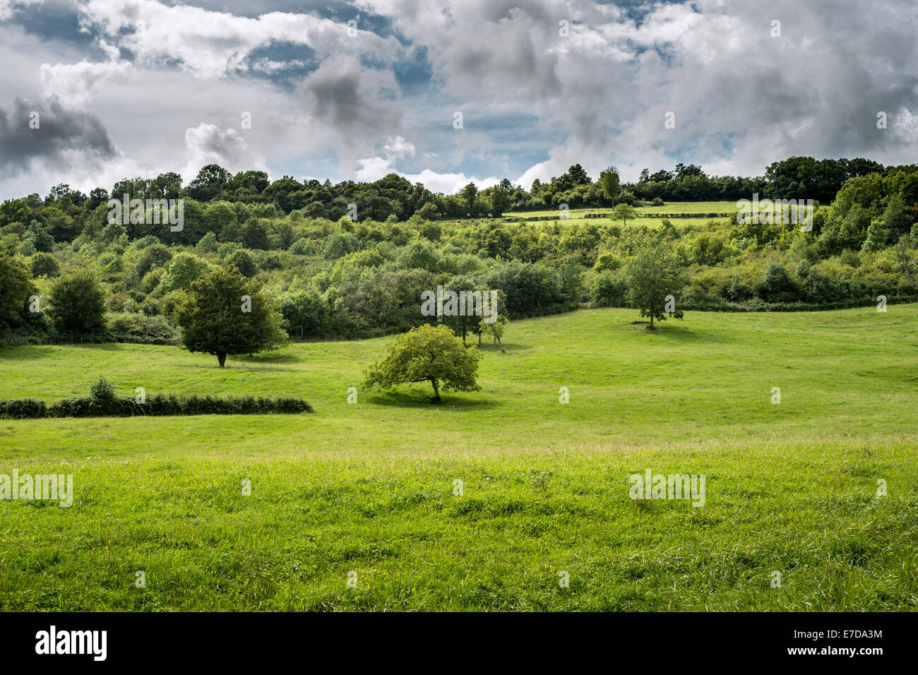 grüne Wiese in Côte de Nuits, in der Nähe von Beaune Burgund Frankreich Stockfoto