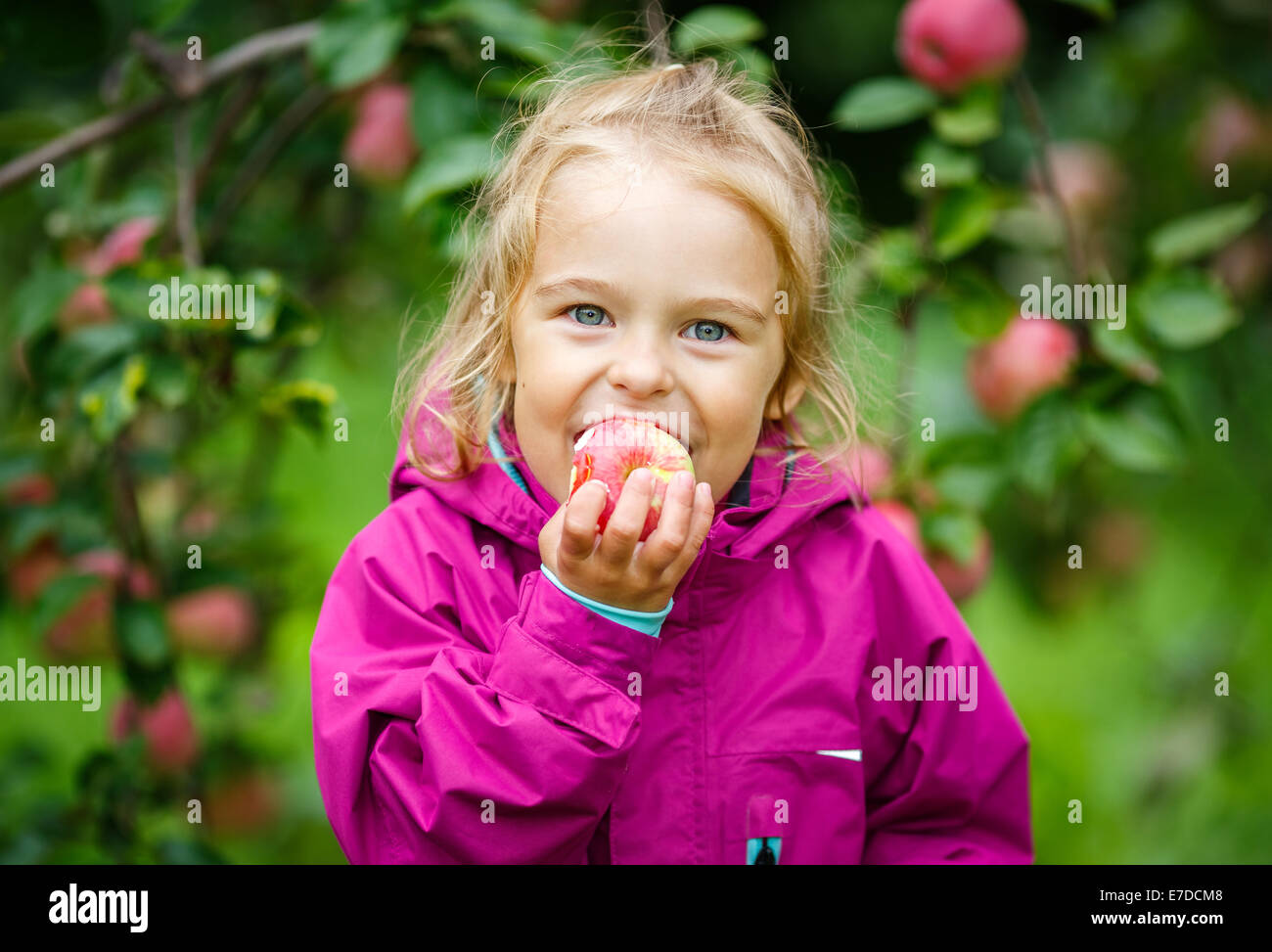 Kleines Mädchen in der Apfelgarten Stockfoto