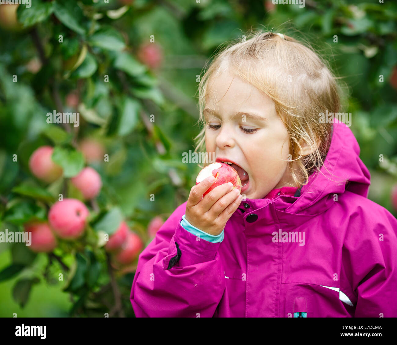 Kleines Mädchen in der Apfelgarten Stockfoto