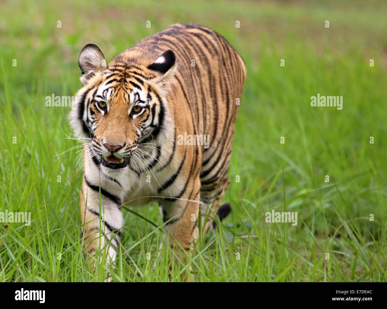 Tiger im Dschungel mit selektiven Fokus Stockfoto
