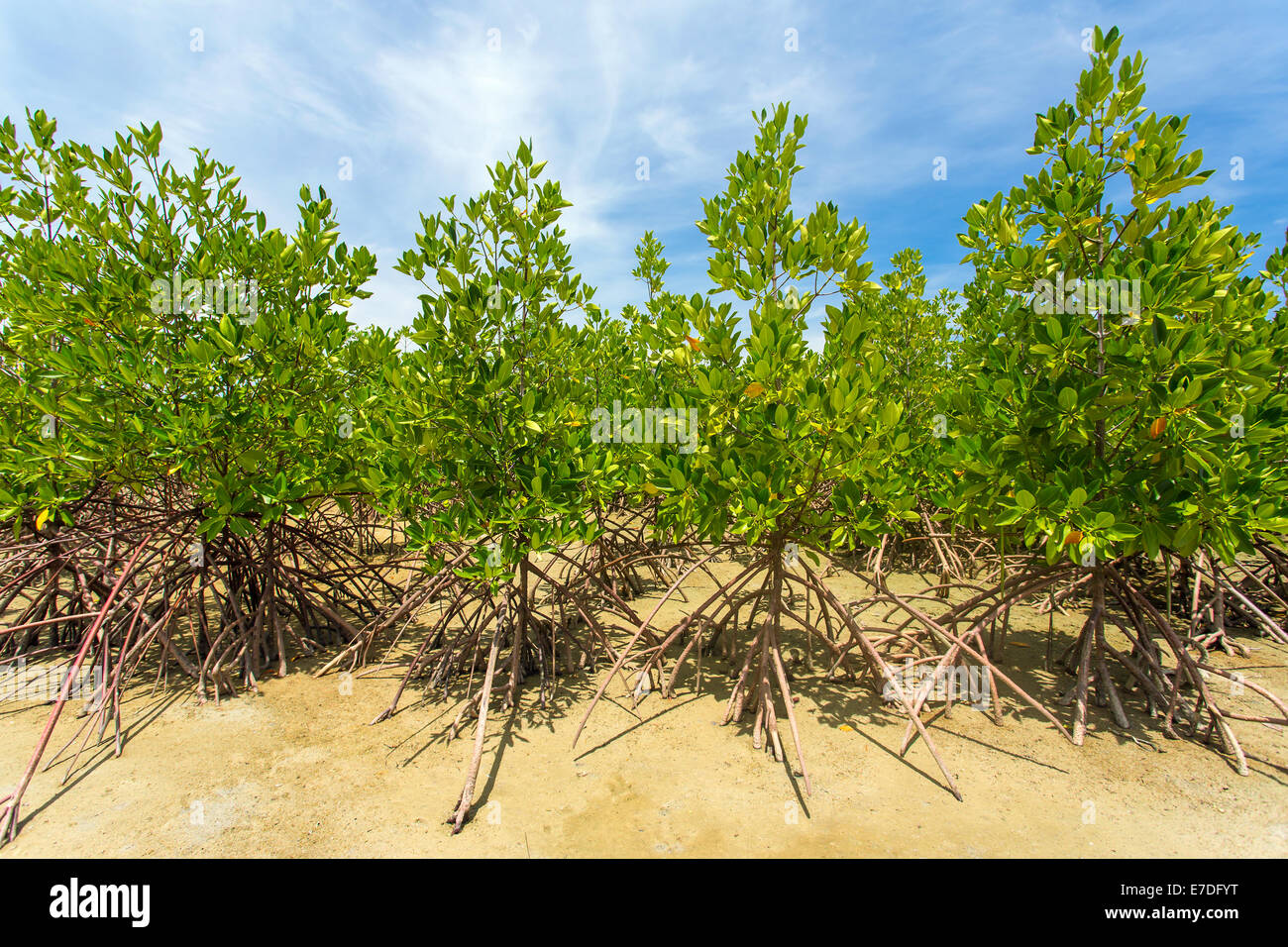 Junge grüne Mangroven Stockfoto
