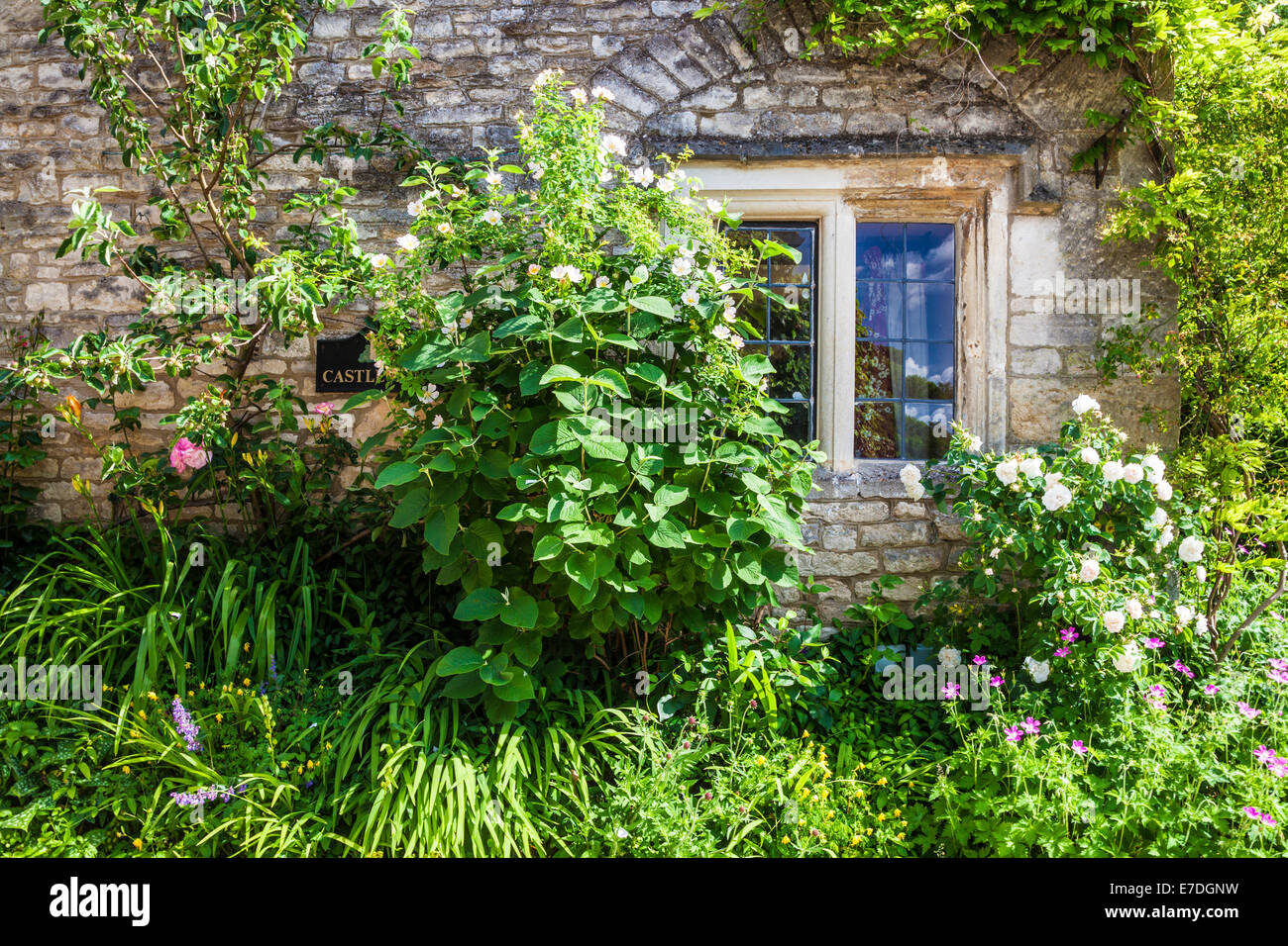 Cotswold Steinhaus vorne mit verbleitem, zweibogigen Fenster Rosen und Glyzinien. Stockfoto