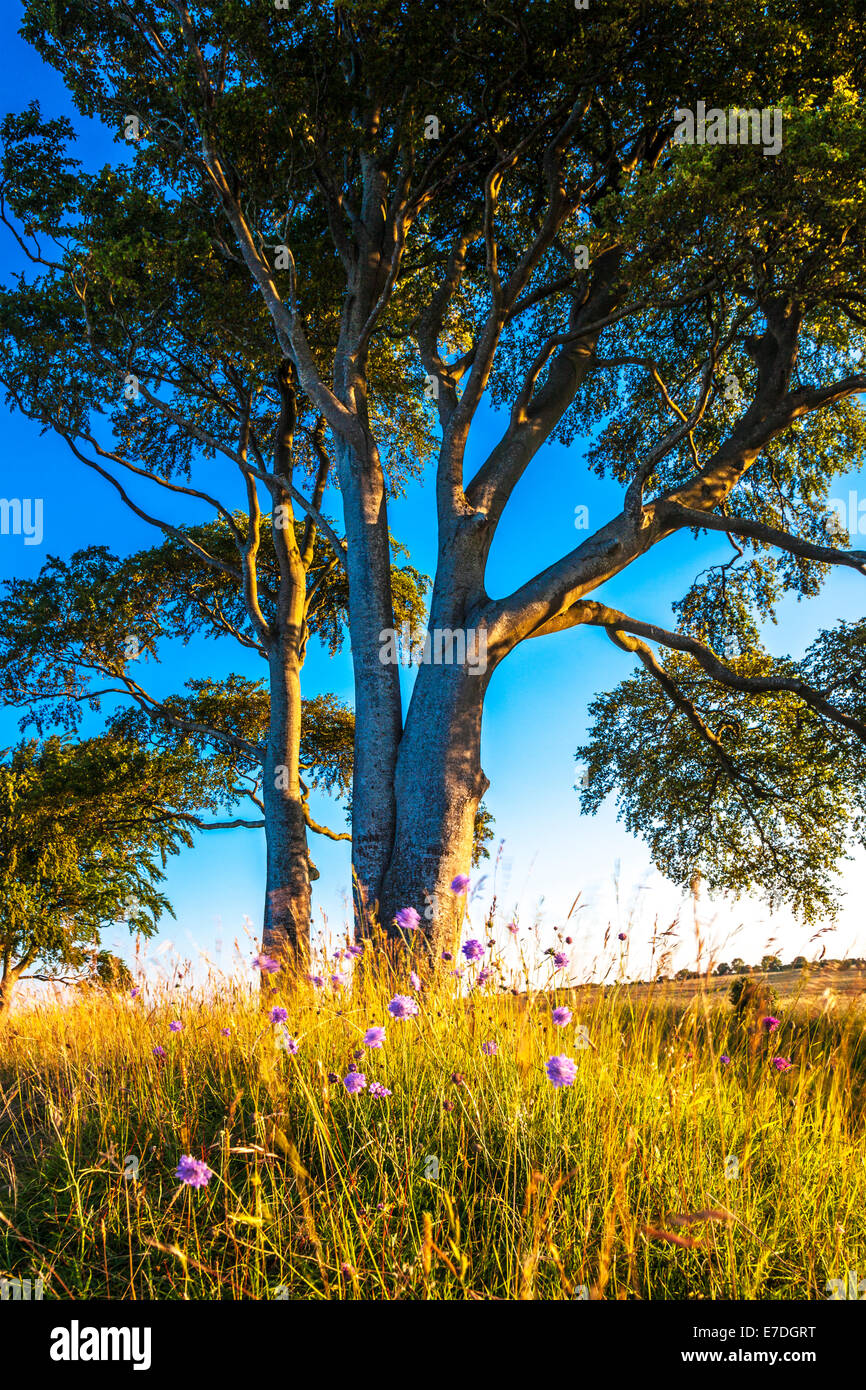 Am frühen Morgen Sonnenschein auf Olivers Castle, eine Eisenzeit Burgberg auf Roundway Hügel in der Nähe von Devizes, Wiltshire. Stockfoto