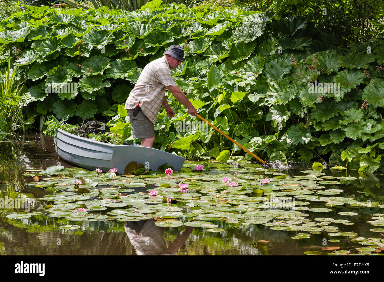 Die Beth Chatto Gardens, Colchester, Essex, England. Ein Gärtner bei der Arbeit Rechen Unkraut aus dem Teich Stockfoto