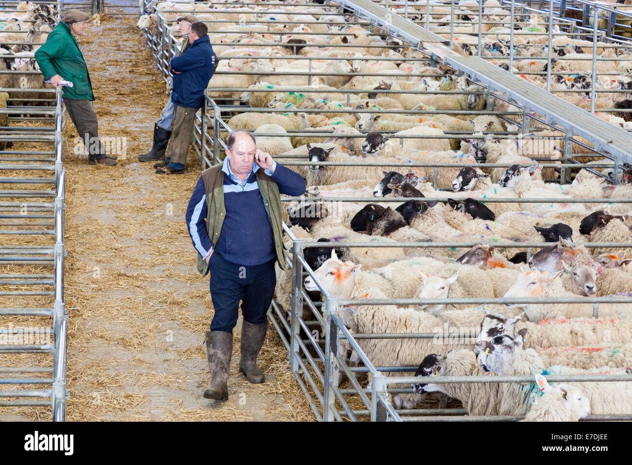 Bauer am Telefon mit anderen Schafhalter im Hintergrund. Schafe Auktion, Melton Mowbray Markt, Leicestershire, England, Großbritannien Stockfoto