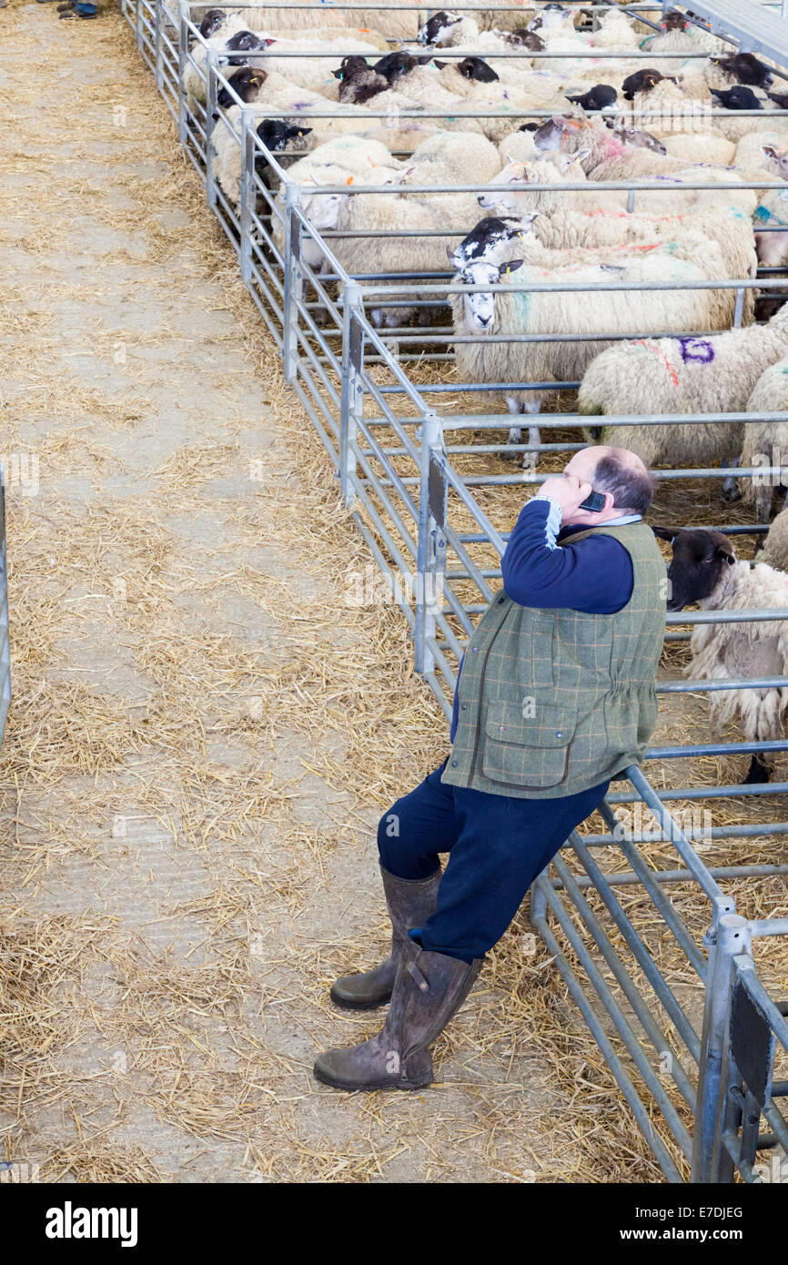 Bauer am Telefon auf die Schaf-Auktion, Melton Mowbray Markt, Leicestershire, England, UK Stockfoto