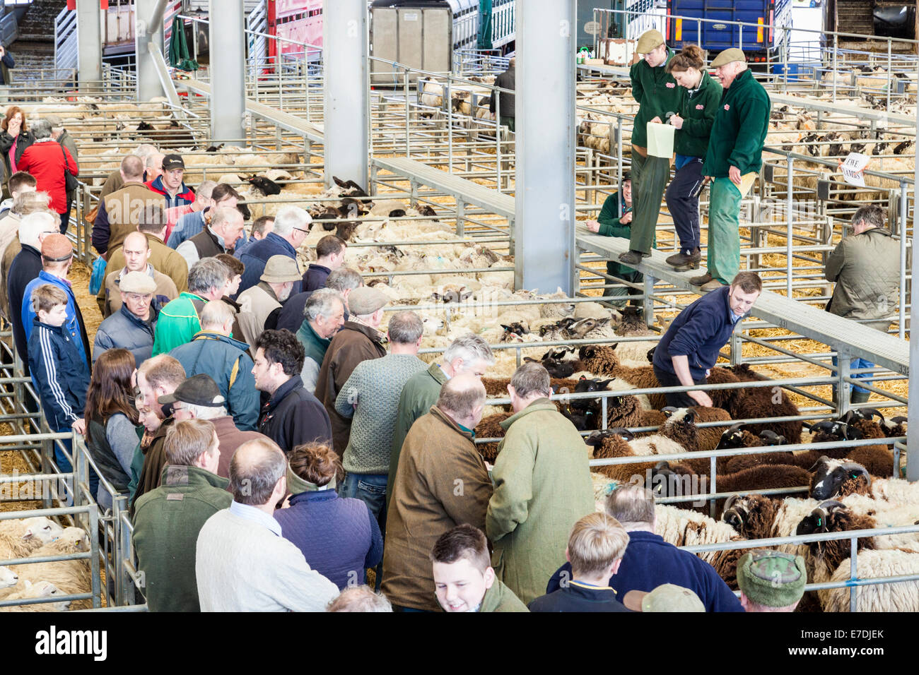 Vieh Auktion. Landwirte und Versteigerer auf Schafe Auktion bei Melton Mowbray Markt, Leicestershire, England, Großbritannien Stockfoto