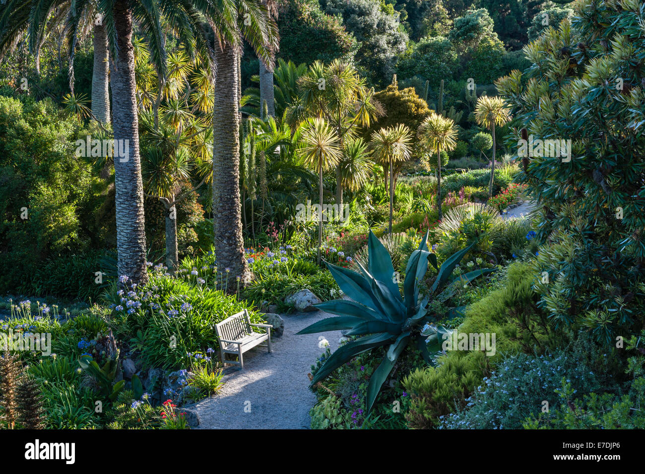 Tresco Klostergarten, Isles of Scilly, Vereinigtes Königreich. Die mittlere Terrasse ist der am besten geschützten Teil des Gartens Stockfoto