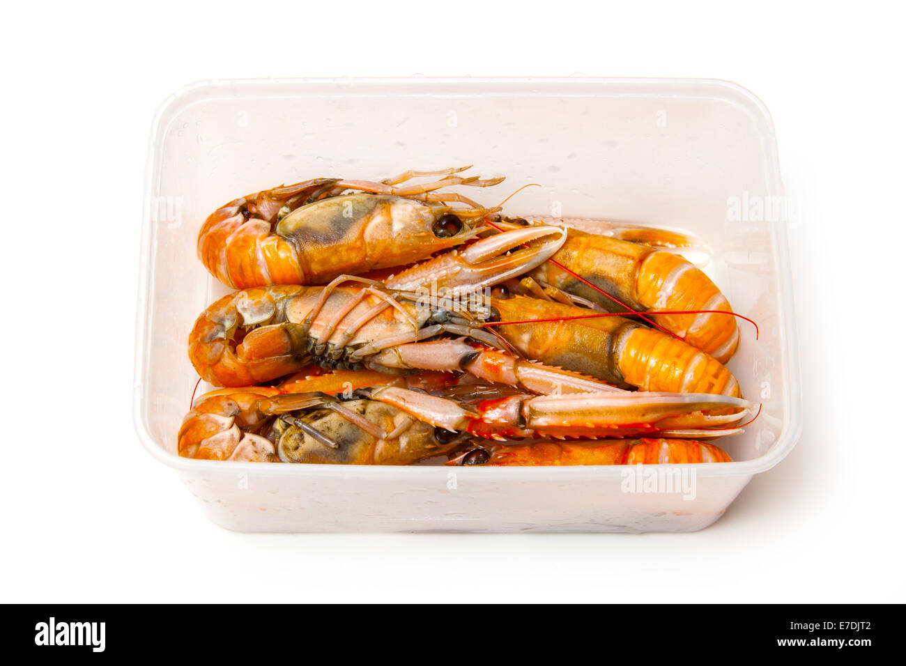 Kaisergranat (Nephrops Norvegicus), Dublin Bay Garnelen oder Kaisergranat isoliert auf einem weißen Studio-Hintergrund. Stockfoto