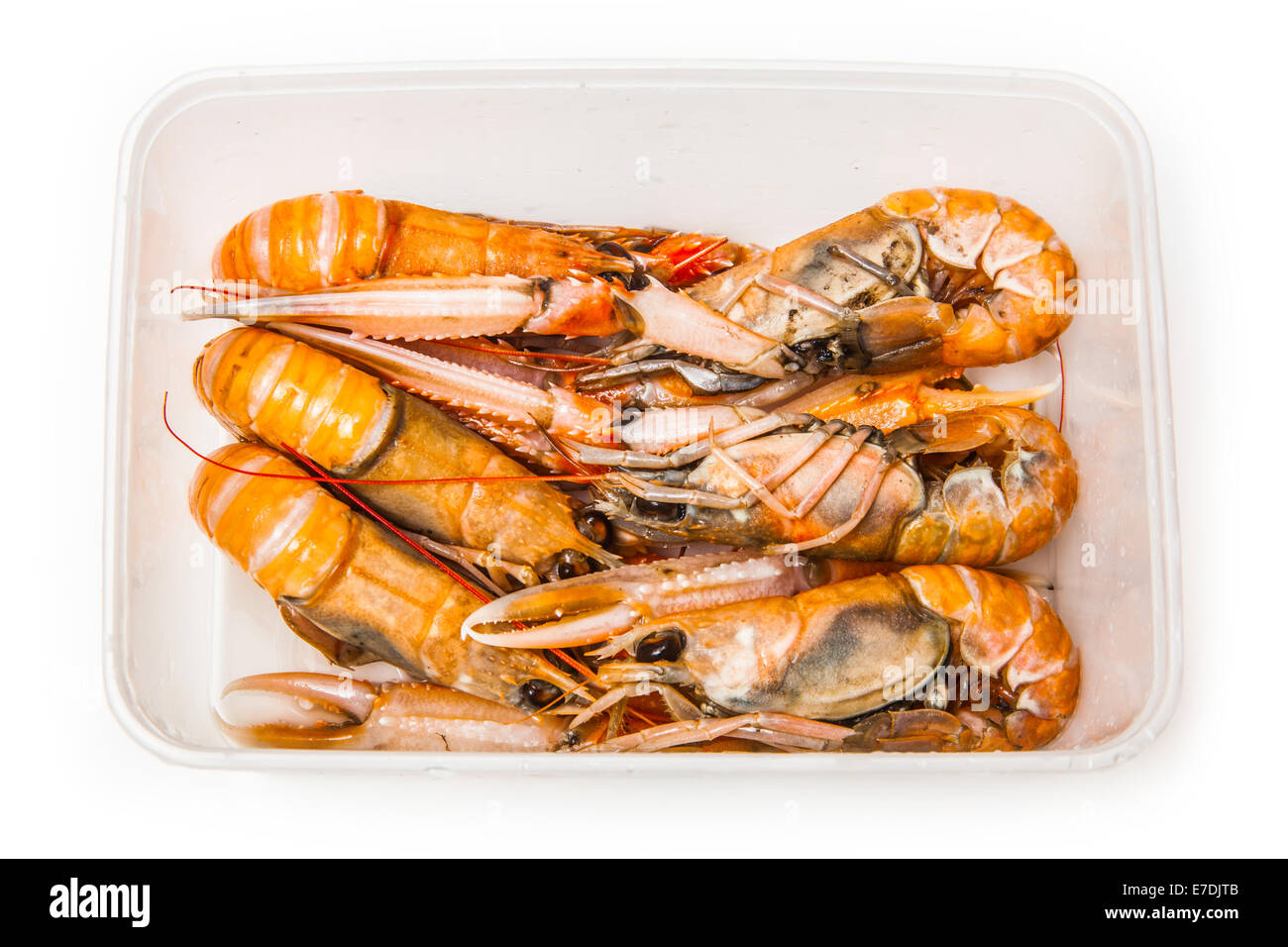 Kaisergranat (Nephrops Norvegicus), Dublin Bay Garnelen oder Kaisergranat isoliert auf einem weißen Studio-Hintergrund. Stockfoto