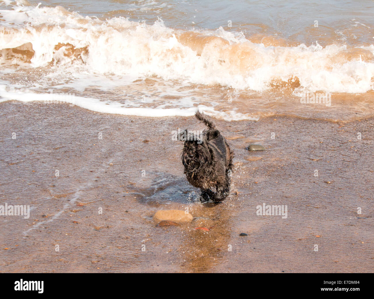 Ein schwarzer schnauzer Hund spielen im Meer (Land) Stockfoto