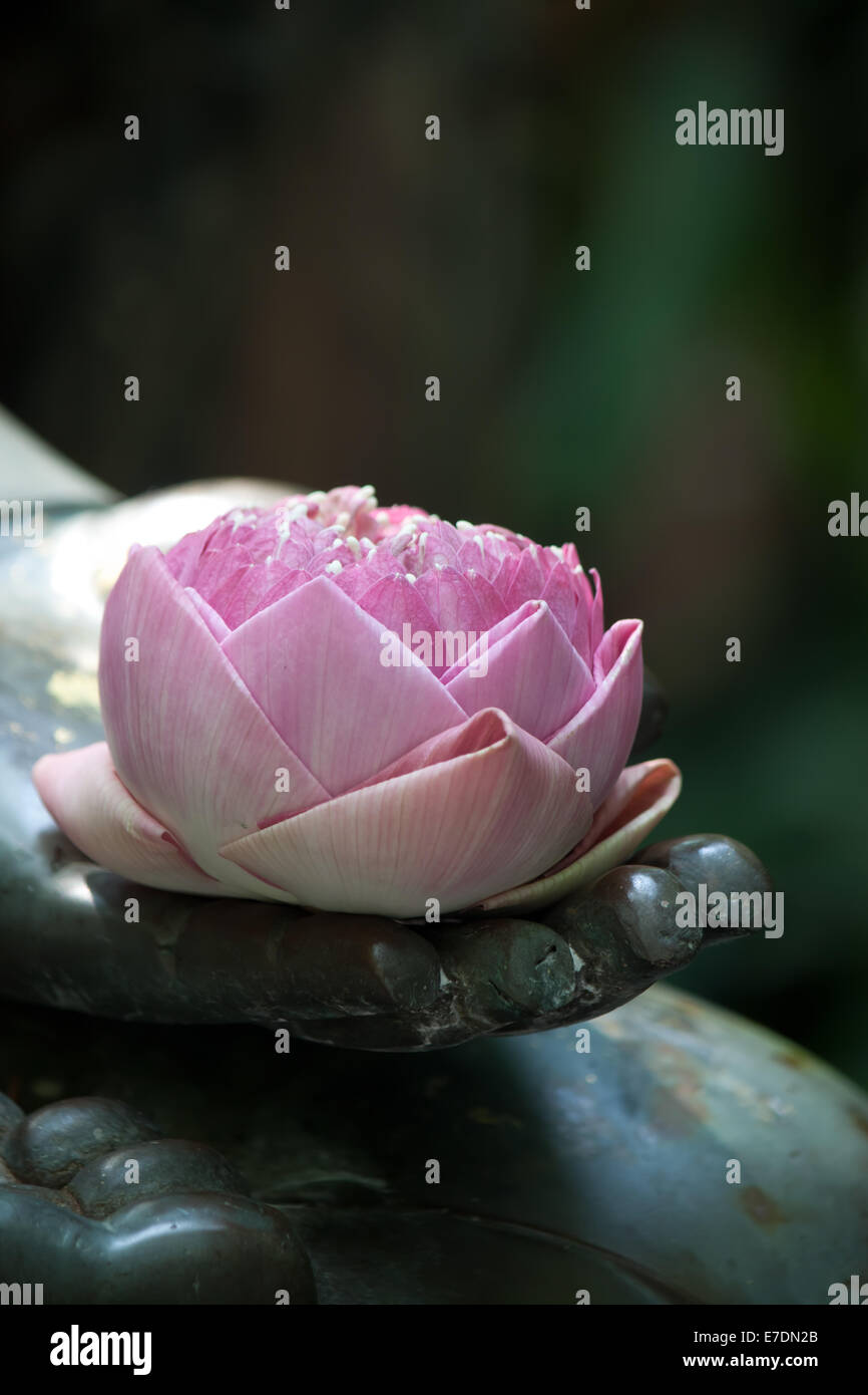 Pink Lotus in der Hand des Buddha-statue Stockfoto