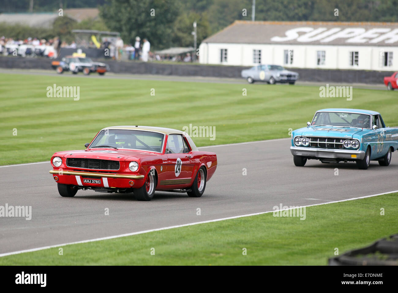 Chichester, West Sussex, UK. 13. Sep, 2014. Bilder vom Goodwood Revival 2014 - The Shelby Cup - ein Rennen für Limousinen von Small-Block V8-Motoren auf den 60. Jahrestag der Small-Block V8-Motor angetrieben. Eine große Anzahl von Ford Mustangs Mariking nahm das Auto 50. Jahrestag auf andere amerikanische Klassiker wie Ford Falcon, Plymouth Barracuda, Mercury Comet Zyklon und Dodge Dart. Bild zeigt: Mat Jackson fahren ein 1965 Ford Mustang Credit: Oliver Dixon/Alamy Live News Stockfoto