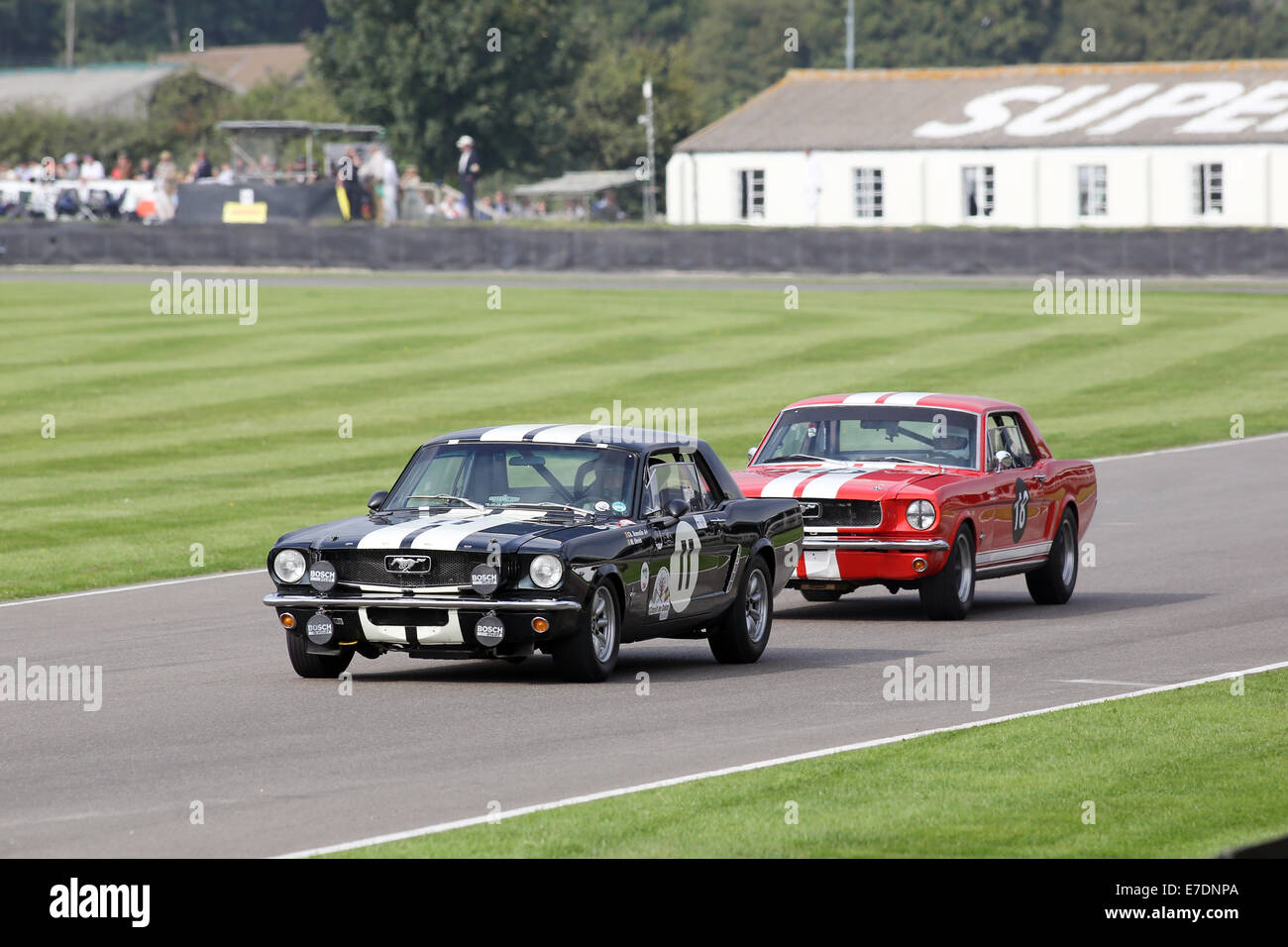 Chichester, West Sussex, UK. 13. Sep, 2014. Bilder vom Goodwood Revival 2014 - The Shelby Cup - ein Rennen für Limousinen von Small-Block V8-Motoren auf den 60. Jahrestag der Small-Block V8-Motor angetrieben. Eine große Anzahl von Ford Mustangs Mariking nahm das Auto 50. Jahrestag auf andere amerikanische Klassiker wie Ford Falcon, Plymouth Barracuda, Mercury Comet Zyklon und Dodge Dart. Bild zeigt: Christian Dumolin fahren ein 1965 Ford Mustang Credit: Oliver Dixon/Alamy Live News Stockfoto