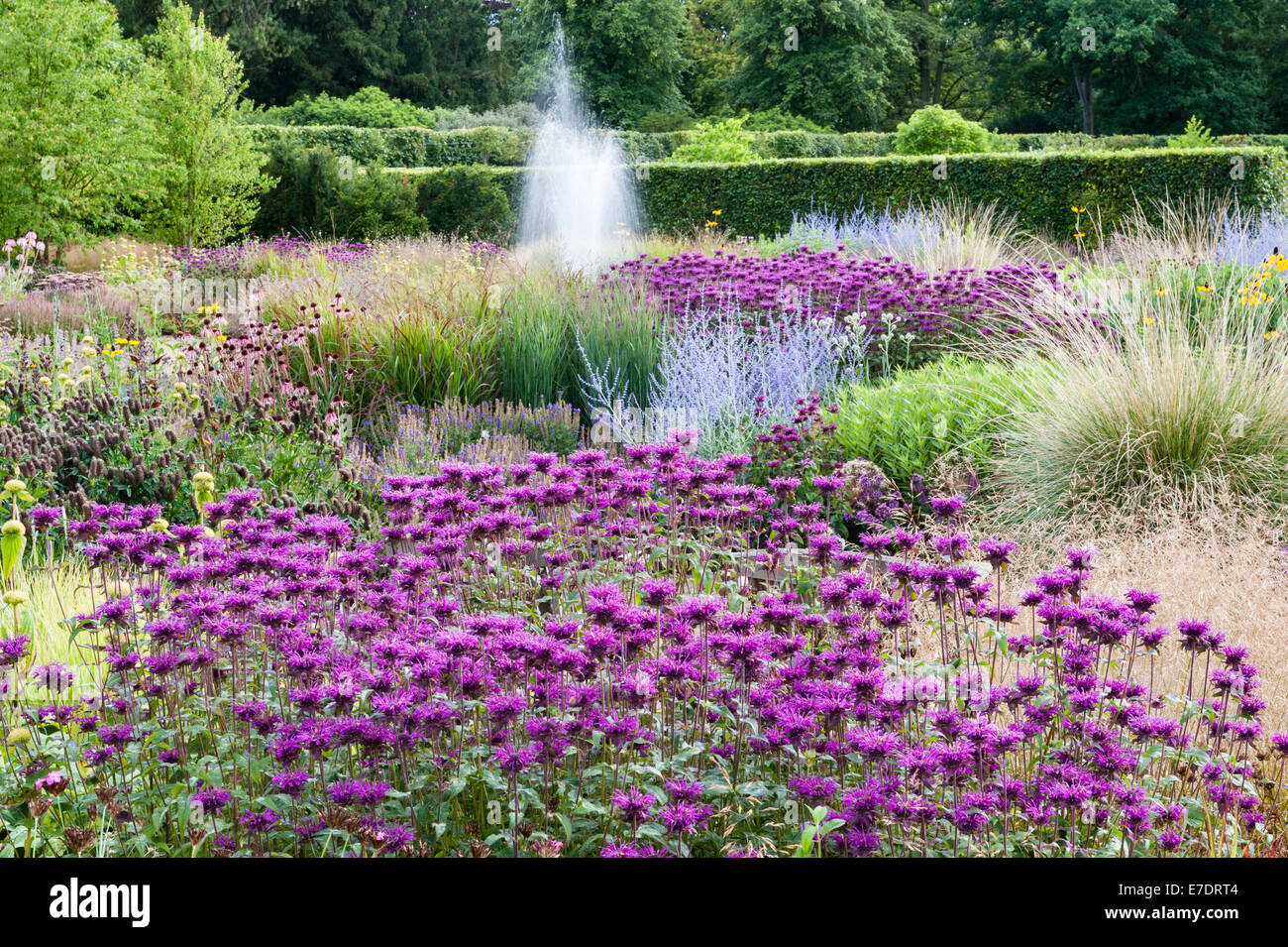 Scampston ummauerten Garten, Yorkshire, Großbritannien. Ein moderner Garten von Piet Oudolf entworfen mit mehrjährigen Pflanzen, Mitte August Wiese Stockfoto