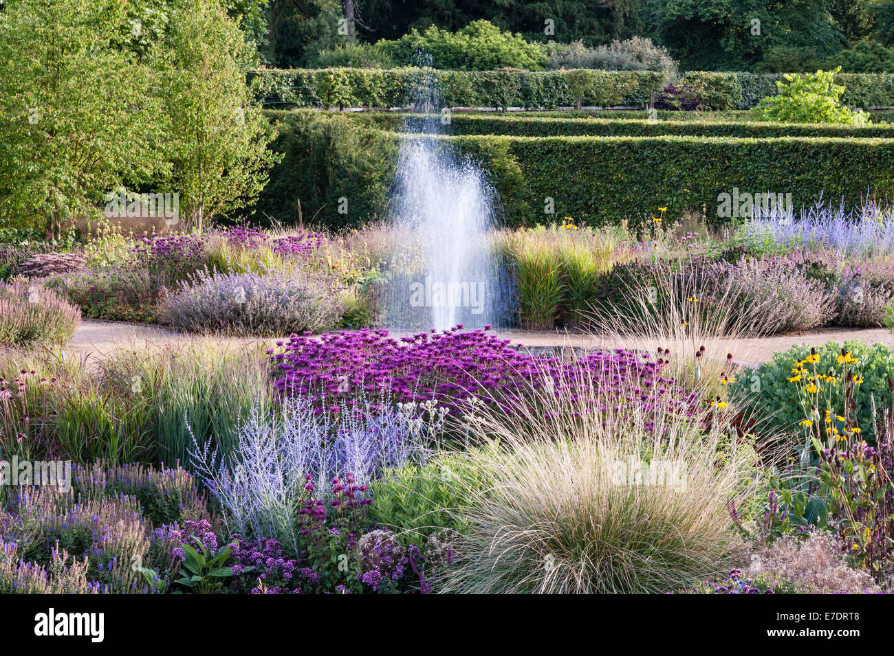 Scampston ummauerten Garten, Yorkshire, Großbritannien. Ein moderner Garten von Piet Oudolf entworfen mit mehrjährigen Pflanzen, Mitte August Wiese Stockfoto