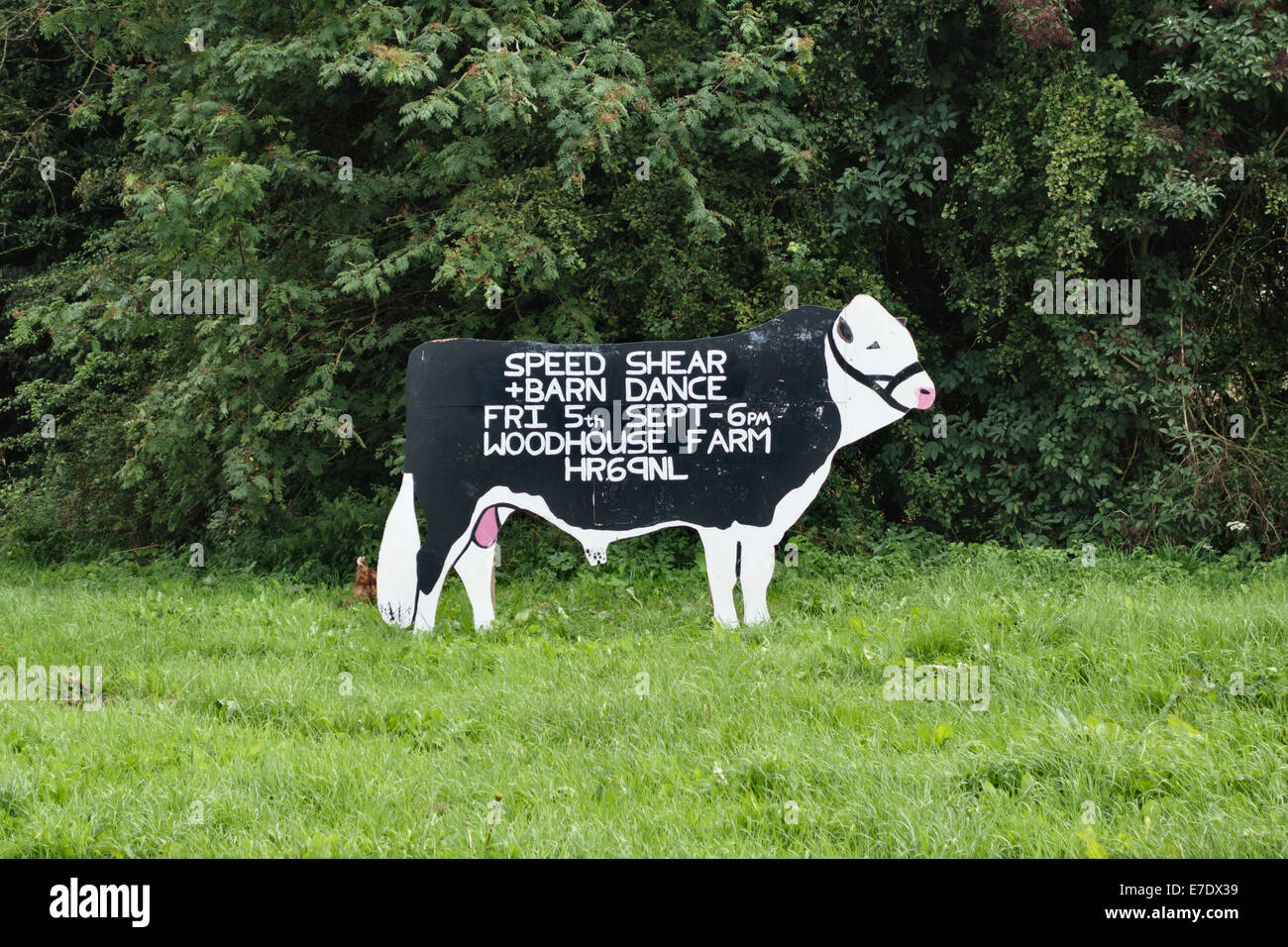 Schild in Form eines Bullen, der für einen Speed Searing and Barn Dance wirbt, der vom örtlichen Young Farmers' Club (YFC) in Wales, Großbritannien, organisiert wird Stockfoto