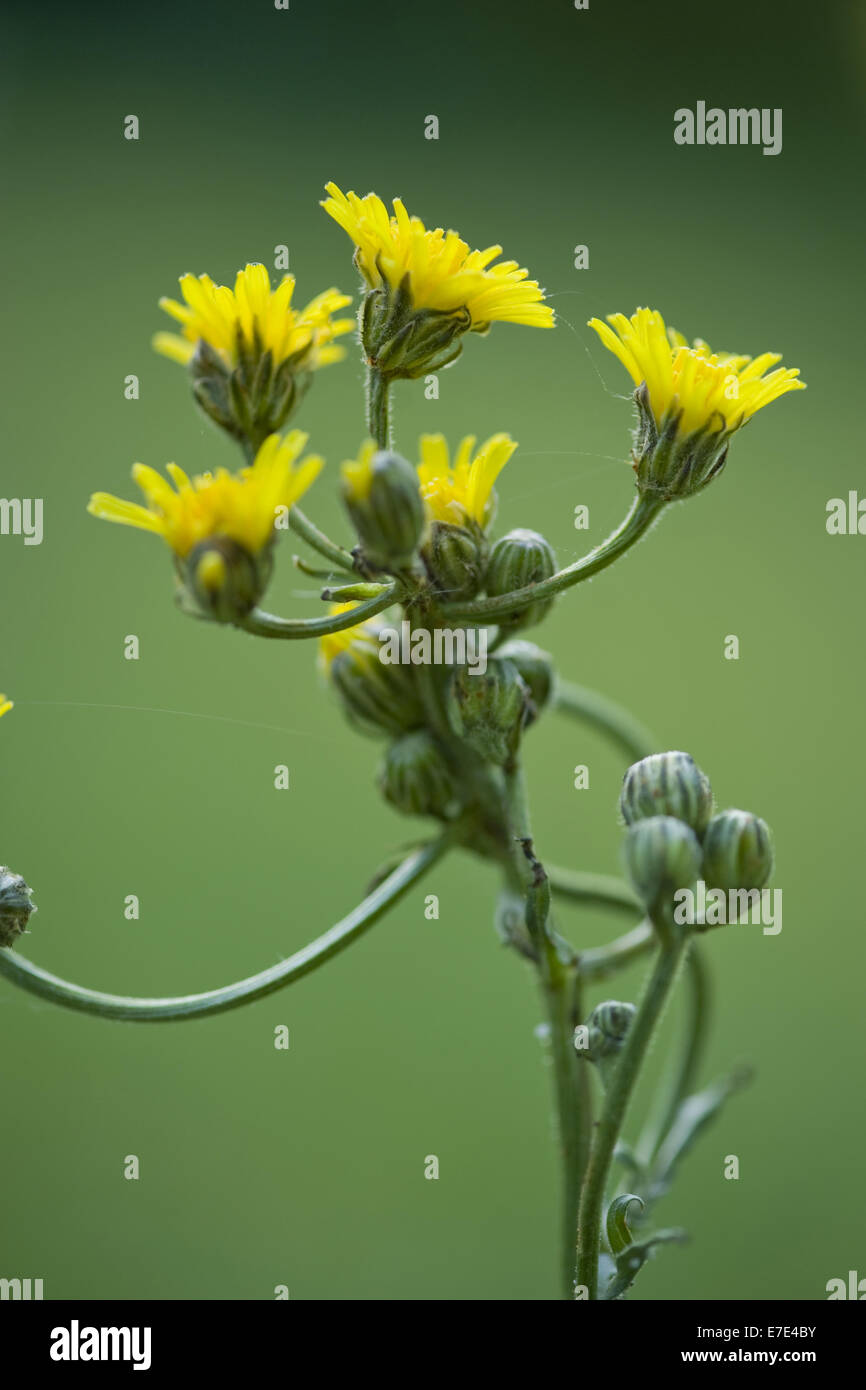 grobe Hawk-Bart, Crepis biennis Stockfoto