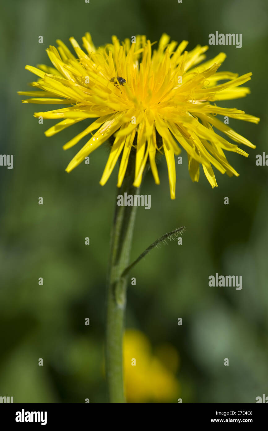 Berg Hawk-Bart, Crepis bocconei Stockfoto