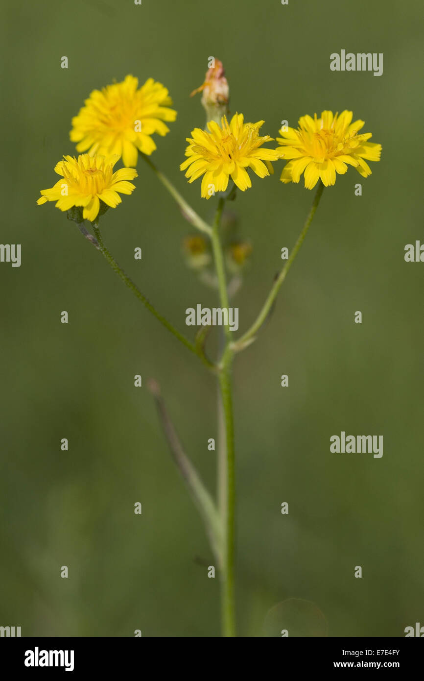Smooth Hawksbeard, Crepis capillaris Stockfoto