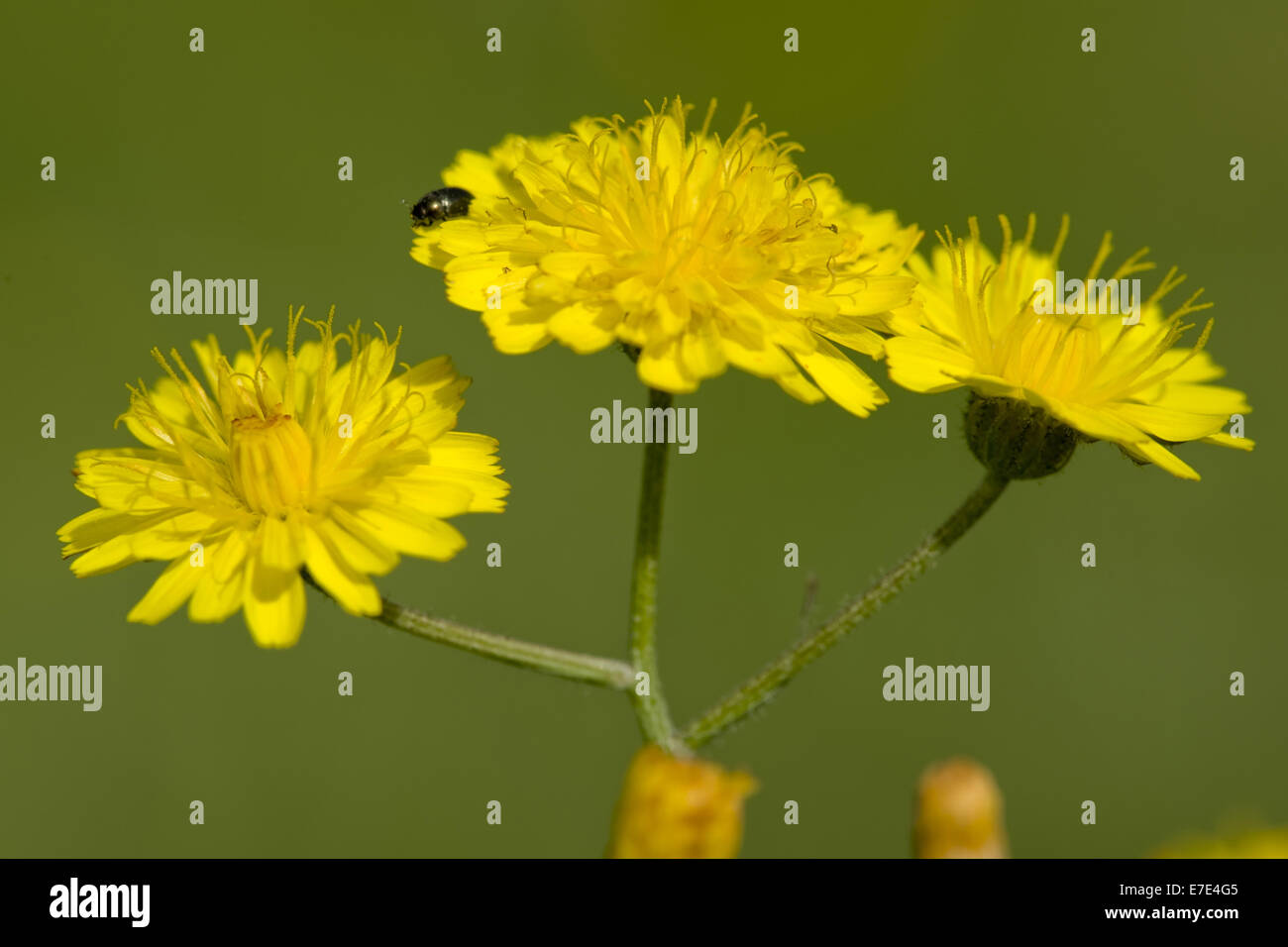 Smooth Hawksbeard, Crepis capillaris Stockfoto