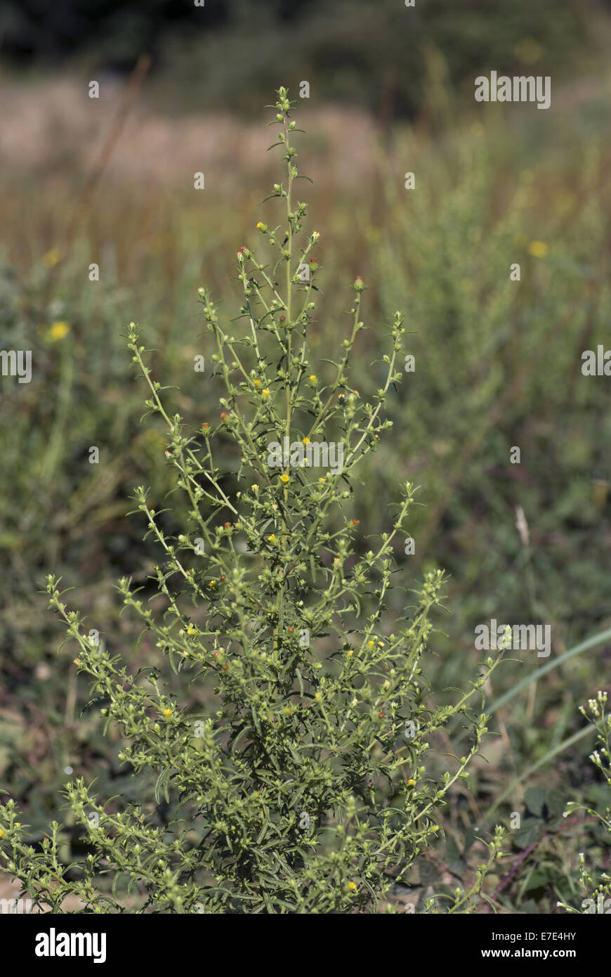 Stinkwort, Dittrichia graveolens Stockfoto