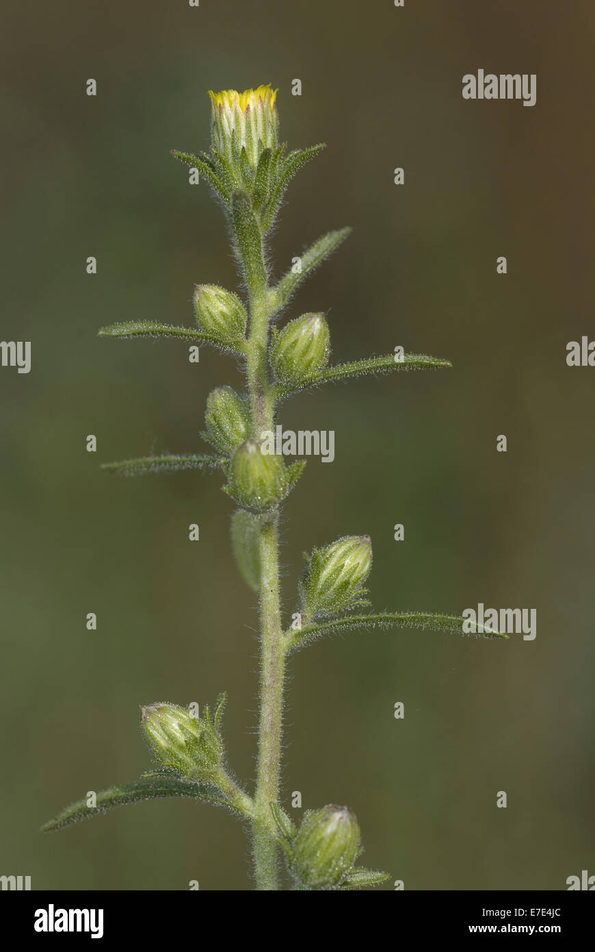 Stinkwort, Dittrichia graveolens Stockfoto