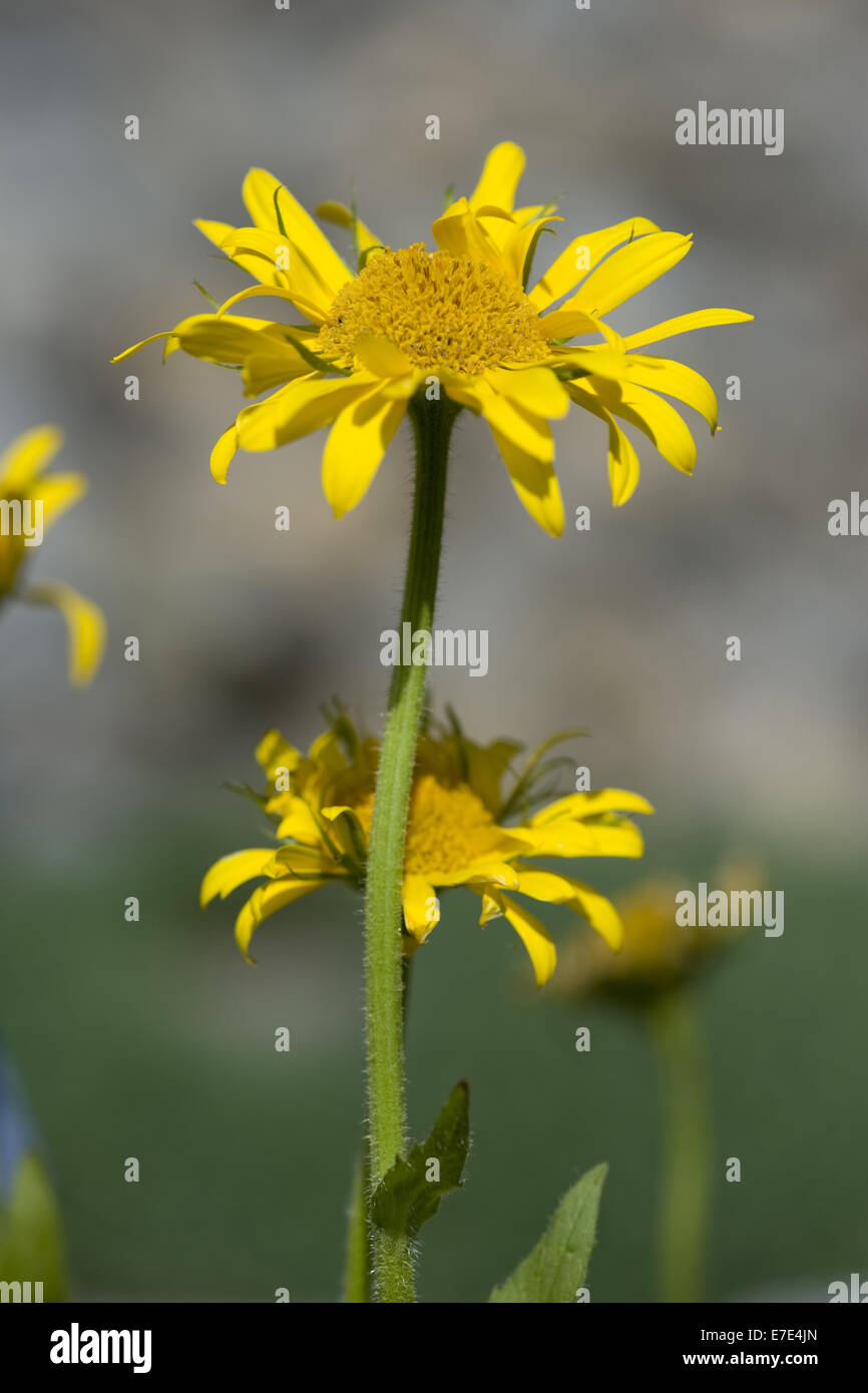 großblütige LeopardenBane, Doronicum grandiflorum Stockfotografie Alamy