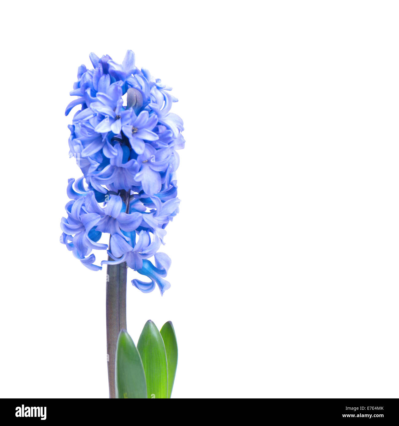 Drei blaue Blumen Hyacinthes mit grünen Blättern, die isoliert auf weiss Stockfoto