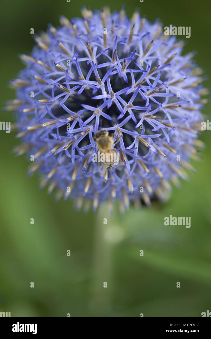 Globe Thistle spec Echinops. Stockfoto