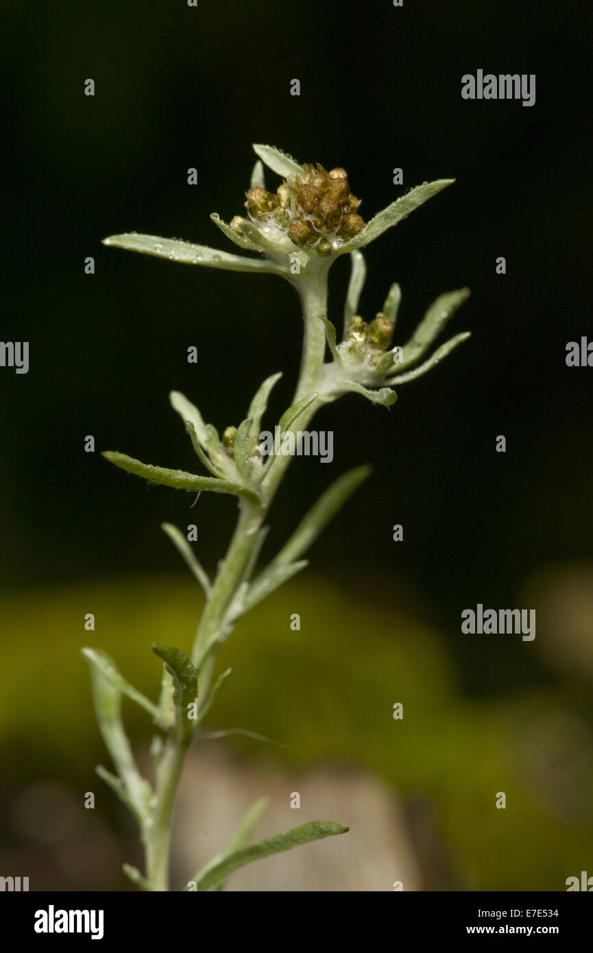 Marsh Cudweed, Gnaphalium uliginosum Stockfoto