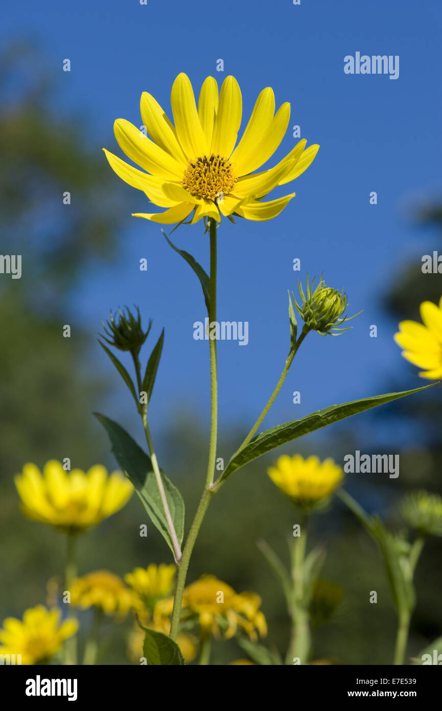 kalifornische Sonnenblume, Helianthus californicus Stockfoto