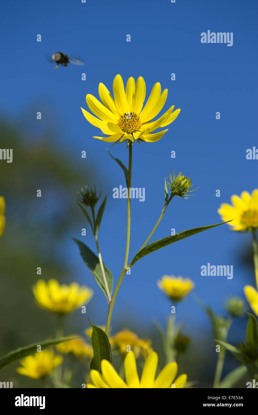 kalifornische Sonnenblume, Helianthus californicus Stockfoto