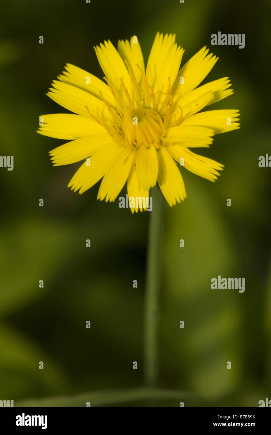 behaarte Katze Ohr, Hypochaeris radicata Stockfoto