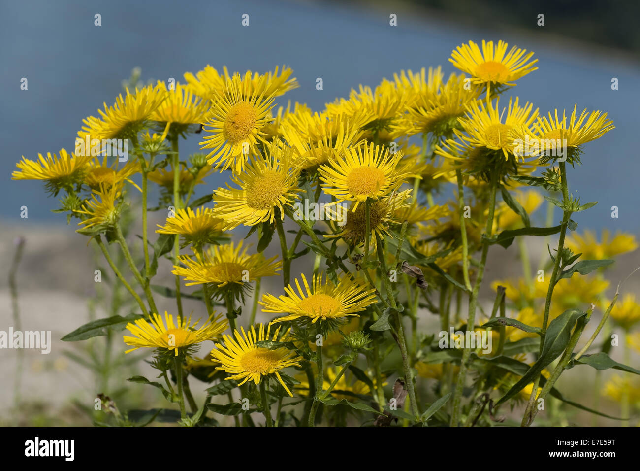 britische Yellowhead, Inula britannica Stockfoto