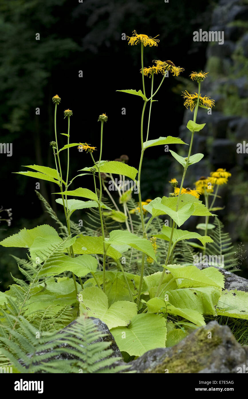 Alant, Inula helenium Stockfoto
