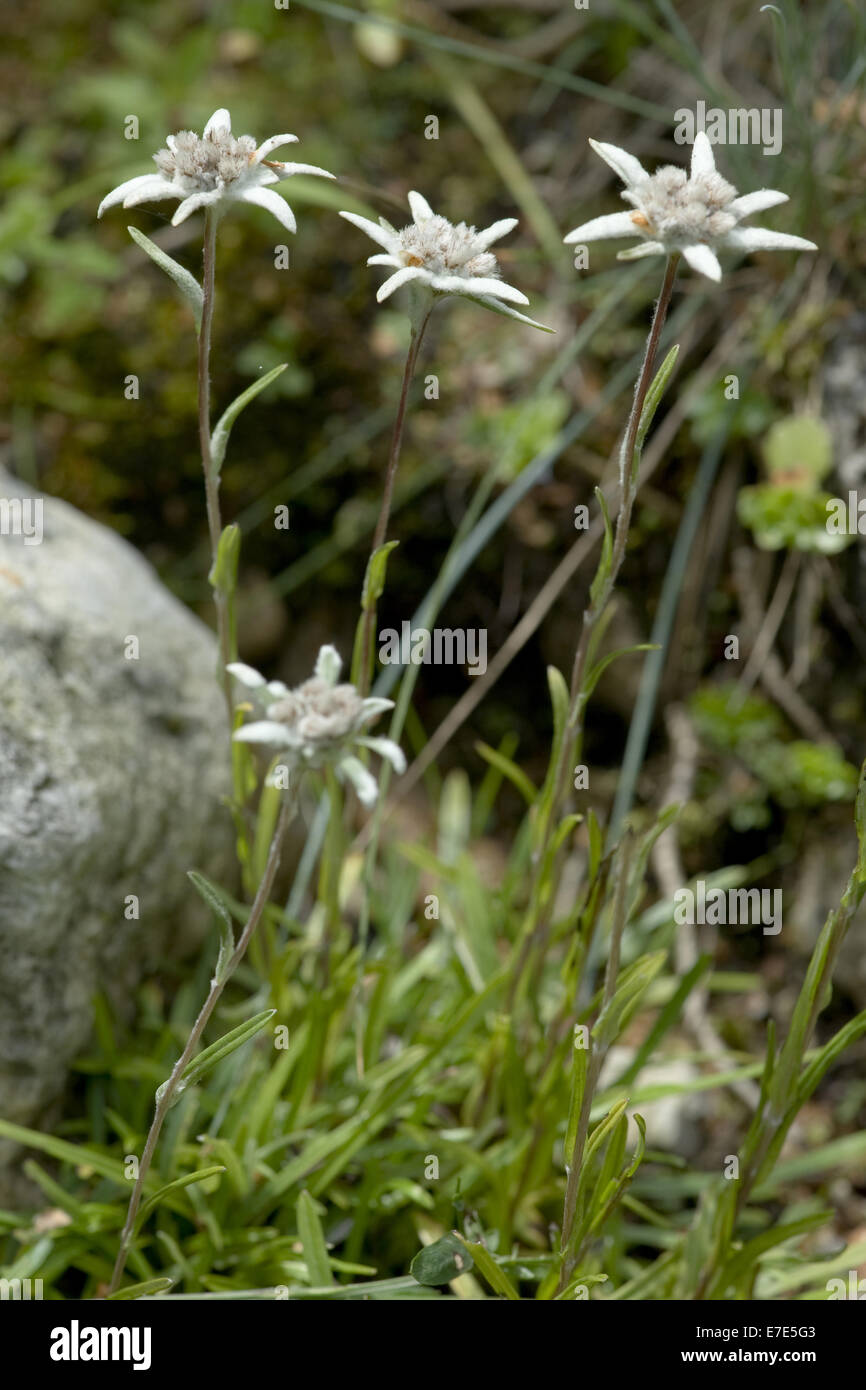 Edelweiß, Leontopodium alpinum Stockfoto