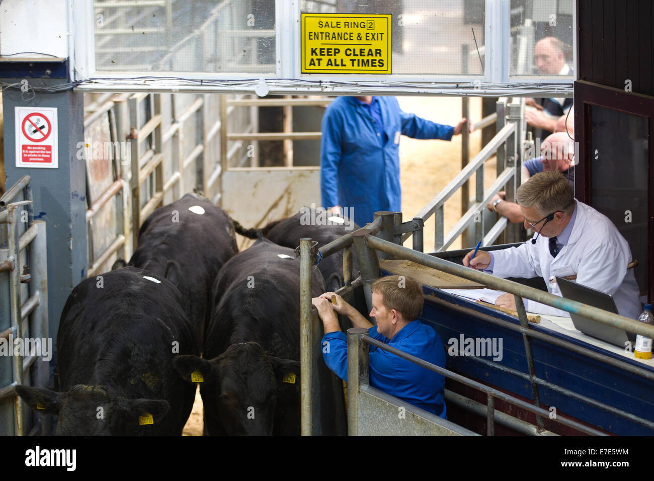 Harrison & Hetherington Farmstock Auktionatoren, besuchen Bauern das Vieh verkaufen, Borderway Markt, Carlisle, Cumbria, England UK Stockfoto