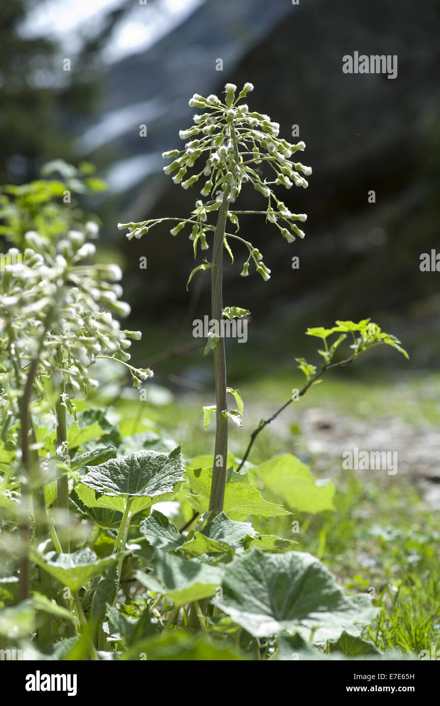 weiße Pestwurz, Petasites albus Stockfoto