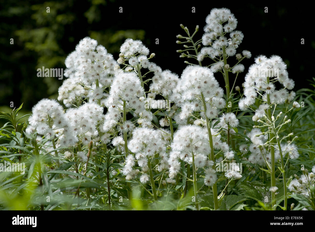 weiße Pestwurz, Petasites albus Stockfoto