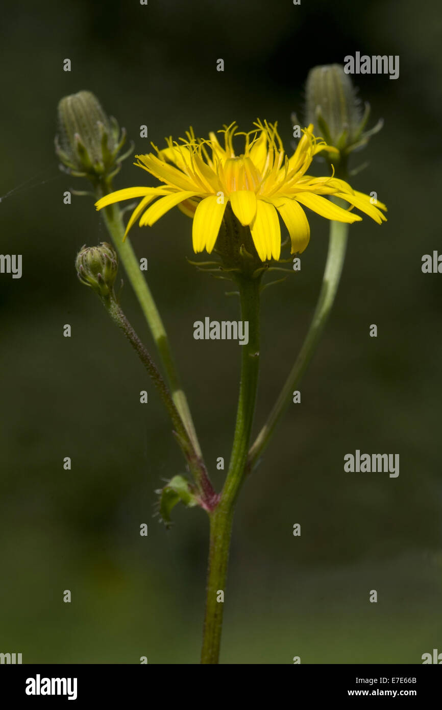 Habichtskraut Habichtsbitterkraut, Picris Hieracioides SSP. hieracioides Stockfoto