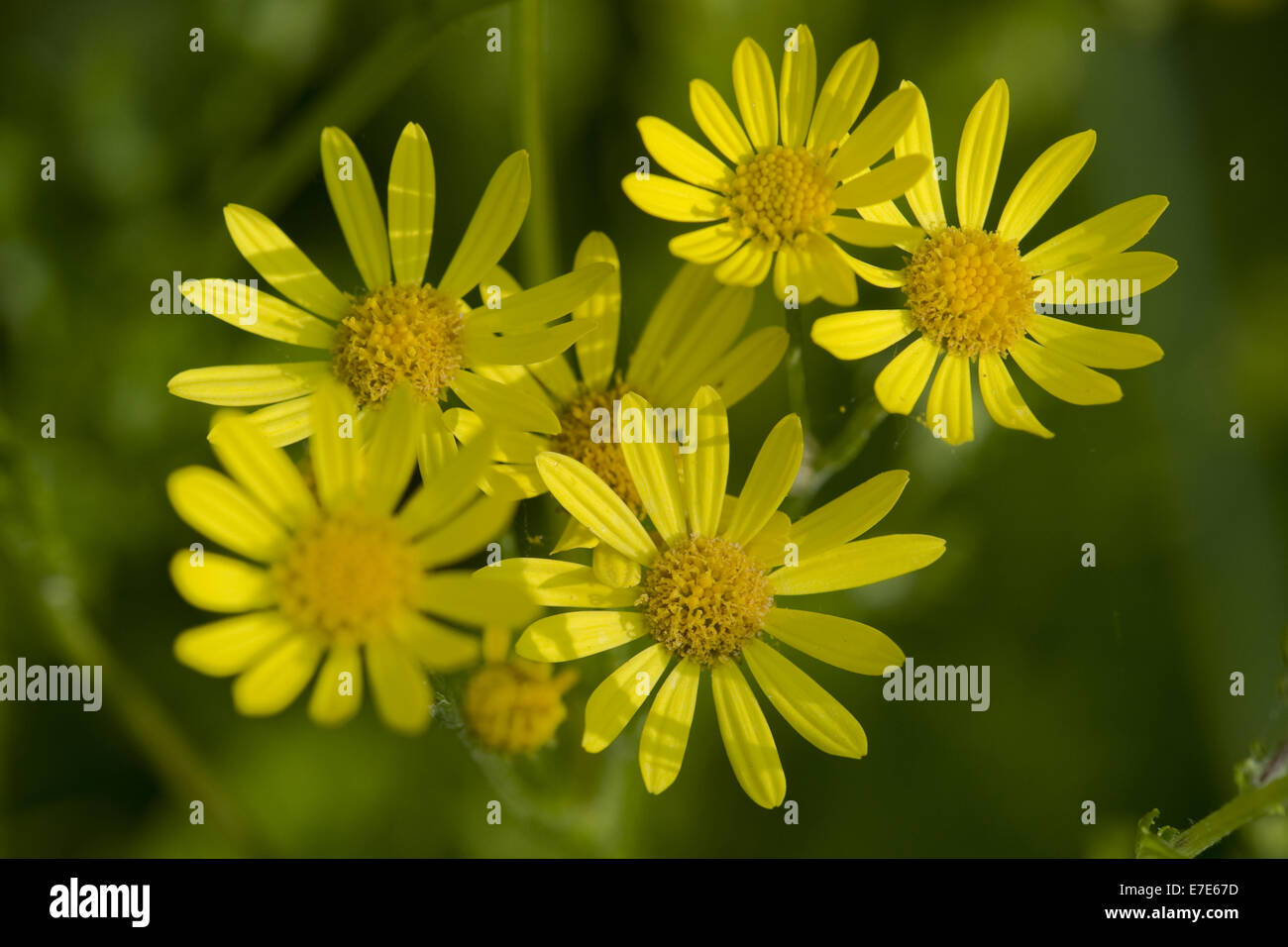 Sumpf-Kreuzkraut, Senecio aquaticus Stockfoto