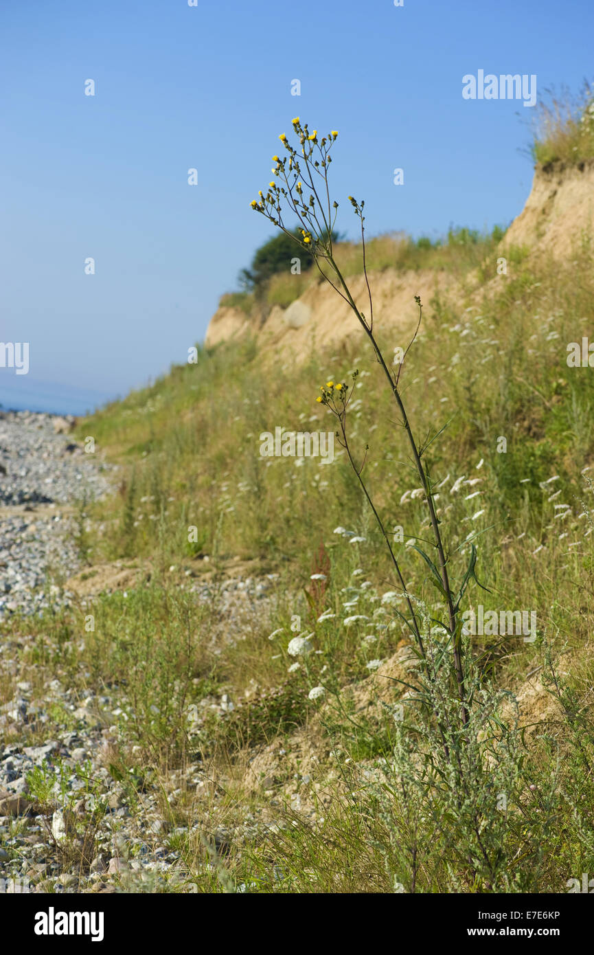 Marsh Sow Thistle, Sonchus palustris Stockfoto