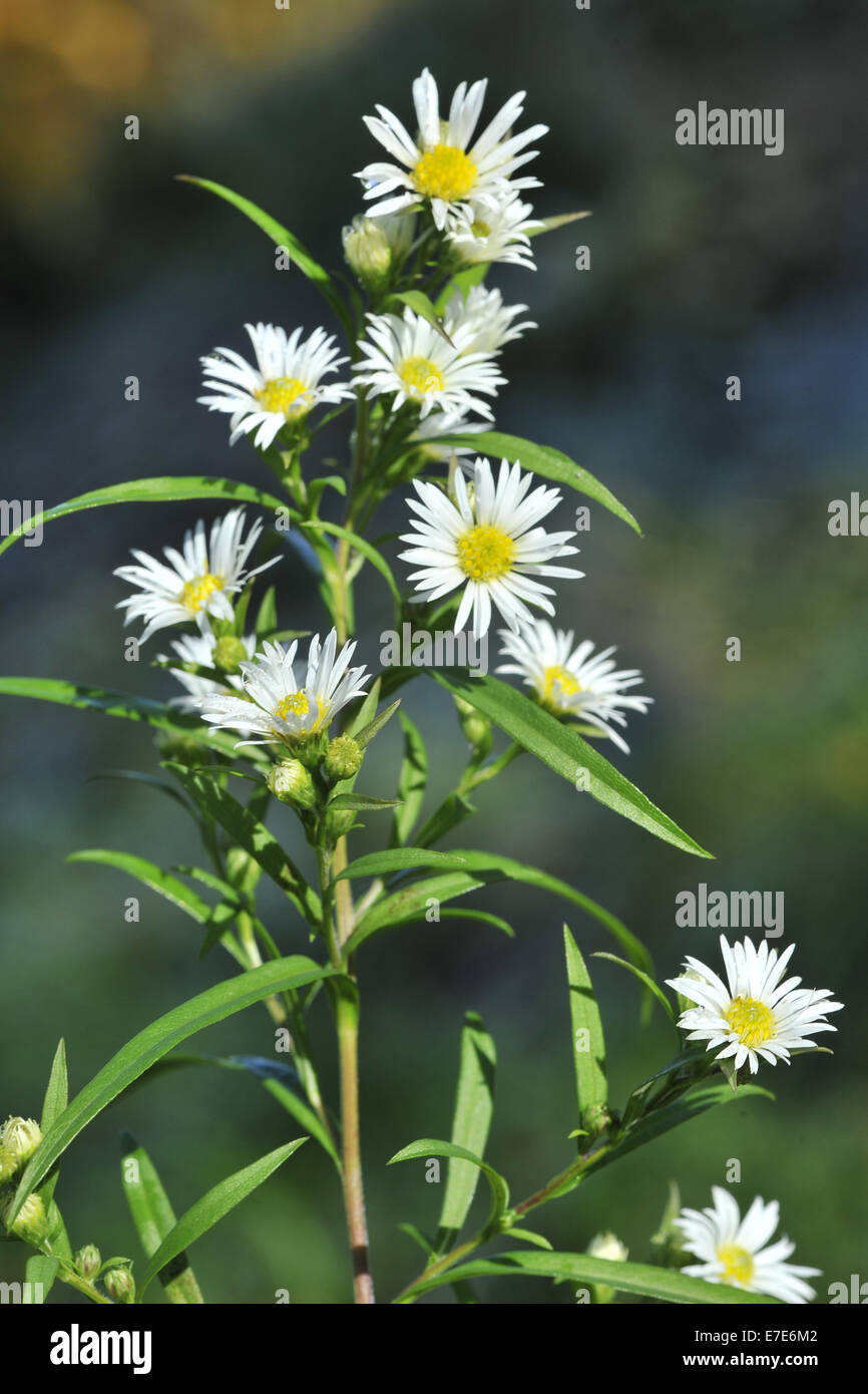 Weiße Astern Stockfotos & Weiße Astern Bilder Alamy