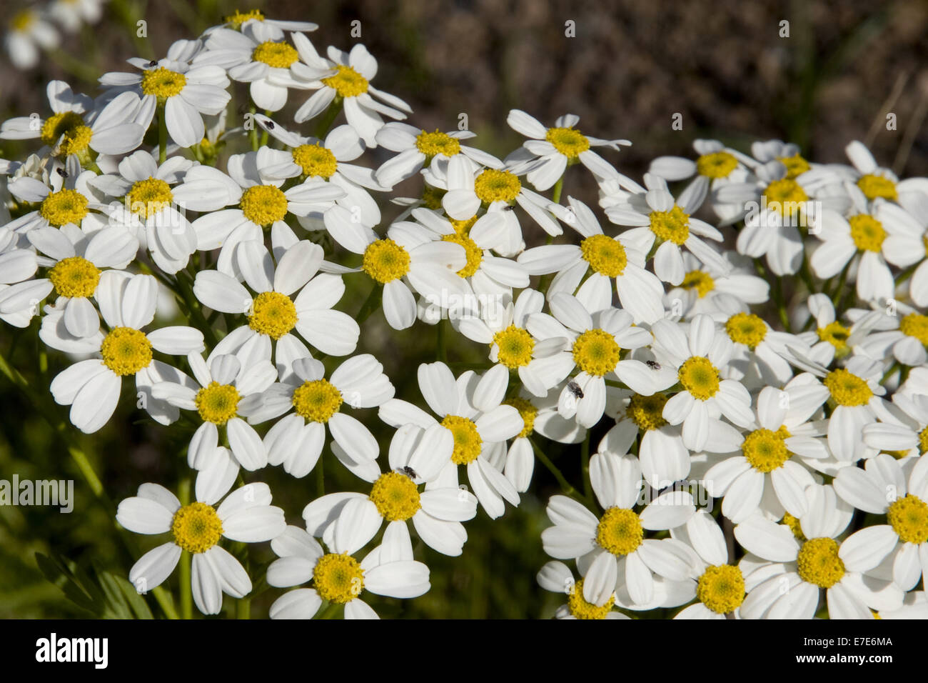 Rainfarn Tanacetum Ferulaceum var. latipinnum Stockfoto