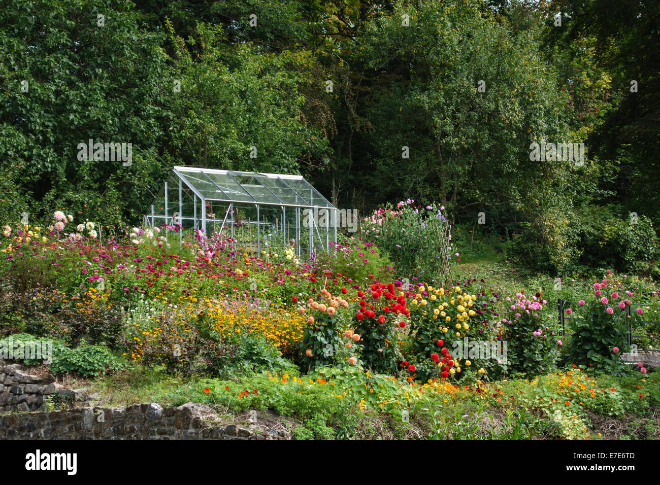 Im Spätsommer ein hüttenvoller Garten in voller Blüte, mit einer feinen Ausstellung von Dahlien und süßen Erbsen (GB) Stockfoto